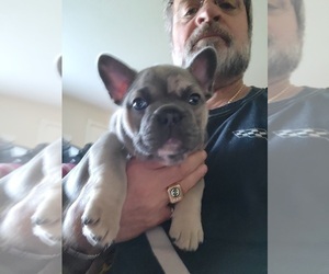 French Bulldog Puppy for sale in HILMAR, CA, USA