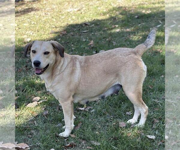 Medium Photo #2 Labrador Retriever-Unknown Mix Puppy For Sale in Yardley, PA, USA