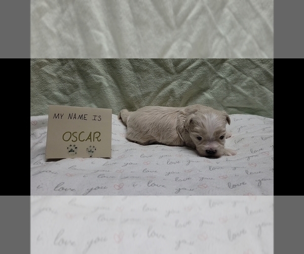 Medium Photo #6 Maltipoo (Miniature) Puppy For Sale in BROOKFIELD, MO, USA