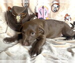 Small #1 American Pit Bull Terrier Mix