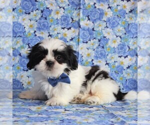 Shih Tzu Puppy for sale in GORDONVILLE, PA, USA