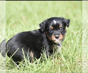 Miniature American Shepherd Puppy for sale in PALM COAST, FL, USA