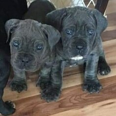 Cane Corso Puppy for sale in EAST WHITE PLAINS, NY, USA