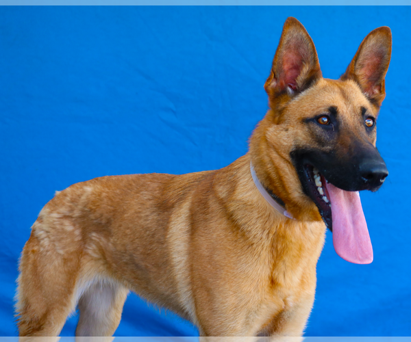 Medium Photo #2 German Shepherd Dog-Unknown Mix Puppy For Sale in Pasadena, CA, USA
