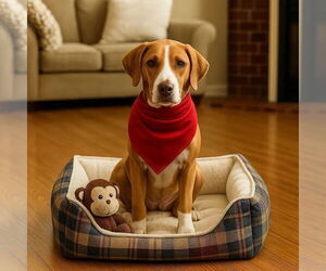 Labrador Retriever-Unknown Mix Dogs for adoption in Mt. Laurel, NJ, USA