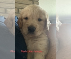 Golden Retriever Puppy for sale in LIMA, OH, USA