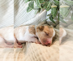 Puppy Lily Cavapoo