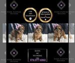 Puppy Muffin AKC Poodle (Miniature)