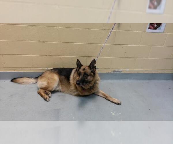 Medium Photo #1 German Shepherd Dog Puppy For Sale in Tulsa, OK, USA
