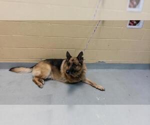 German Shepherd Dog Dogs for adoption in Tulsa, OK, USA