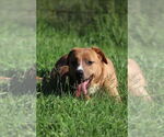 Small #1 Labrador Retriever Mix