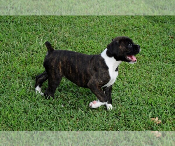 Medium Photo #19 Boxer Puppy For Sale in CHILHOWEE, MO, USA