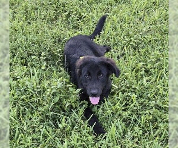 Medium Photo #3 German Shepherd Dog-Unknown Mix Puppy For Sale in Royal Palm Beach, FL, USA