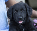 Small Photo #1 Aussiedoodle Puppy For Sale in FREDONIA, KY, USA