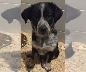 Mutt Dogs for adoption in Garden City, NY, USA