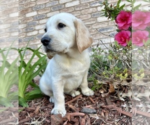 Golden Retriever Puppy for sale in WASHBURN, MO, USA