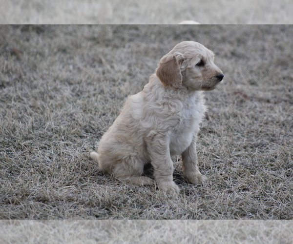 Medium Photo #1 Goldendoodle Puppy For Sale in MEMPHIS, MO, USA