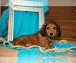 Puppy Carter Dachshund