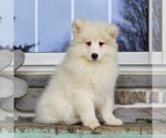 Small Photo #4 Samoyed Puppy For Sale in GORDONVILLE, PA, USA