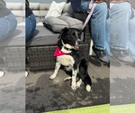 Small #4 Collie Mix