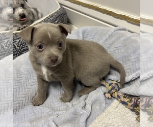 Australian Shepherd-Pomeranian Mix Puppy for sale in VISALIA, CA, USA
