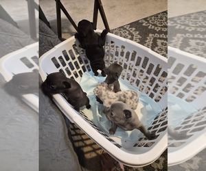 French Bulldog Puppy for sale in SNELLVILLE, GA, USA