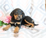 Small Photo #2 Bluetick Coonhound-Labrador Retriever Mix Puppy For Sale in SHILOH, OH, USA