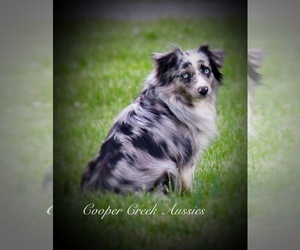 Mother of the Miniature American Shepherd puppies born on 09/22/2022