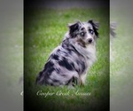 Small Photo #1 Miniature American Shepherd Puppy For Sale in SMITHVILLE, AR, USA