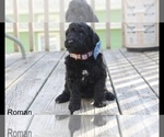 Small Photo #15 Poodle (Standard) Puppy For Sale in MUSKEGON, MI, USA
