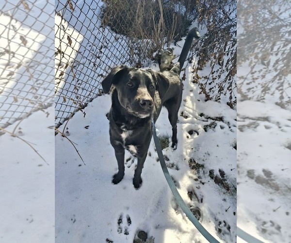 Medium Photo #4 Mutt Puppy For Sale in Germantown, OH, USA