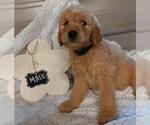 Small Photo #1 Goldendoodle Puppy For Sale in COMMERCE, TX, USA