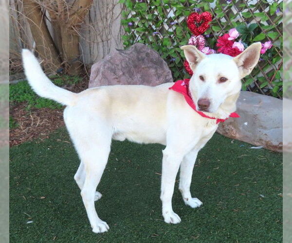 Medium Photo #1 German Shepherd Dog-Unknown Mix Puppy For Sale in Oklahoma City, OK, USA