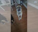 Small #1 German Shepherd Dog Mix
