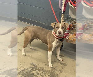 Staffordshire Bull Terrier-Unknown Mix Dogs for adoption in Tallahassee, FL, USA