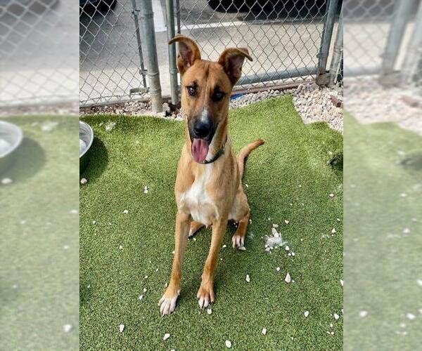 Medium Photo #2 Carolina Dog-Unknown Mix Puppy For Sale in Pasadena, TX, USA