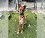 Small #1 Carolina Dog Mix