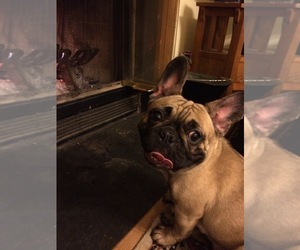 Mother of the French Bulldog puppies born on 06/17/2019