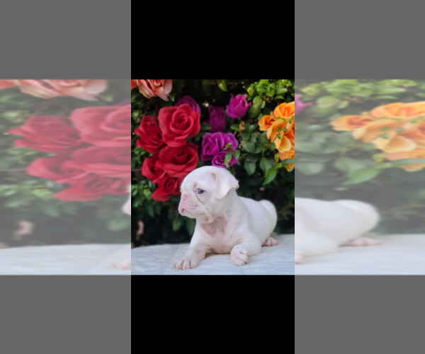 Medium Photo #2 Pug Puppy For Sale in SAN DIEGO, CA, USA