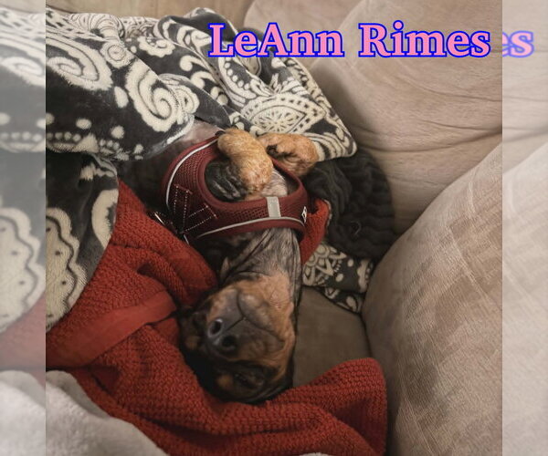 Medium Photo #4 Dachshund Puppy For Sale in San Antonio, TX, USA