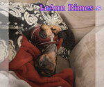 Small #3 Dachshund