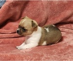 Puppy Arthur Chihuahua