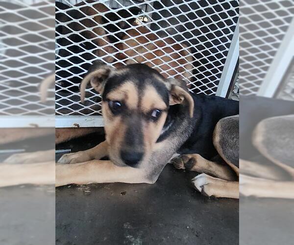 Medium Photo #1 Mutt Puppy For Sale in Bakersfield, CA, USA