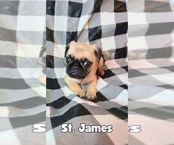 Medium Photo #2 Pug Puppy For Sale in LYNDON CENTER, VT, USA