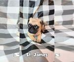 Small #1 Pug