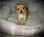 Puppy 2 Chorkie-Shih Tzu Mix