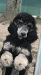 Small Photo #2 Poodle (Standard) Puppy For Sale in MINERVA, OH, USA