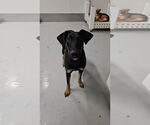 Small #12 Doberman Pinscher