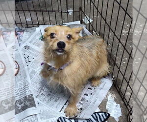 Mutt Dogs for adoption in Mukwonago, WI, USA