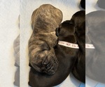 Small Photo #5 Cane Corso Puppy For Sale in COLORADO SPRINGS, CO, USA